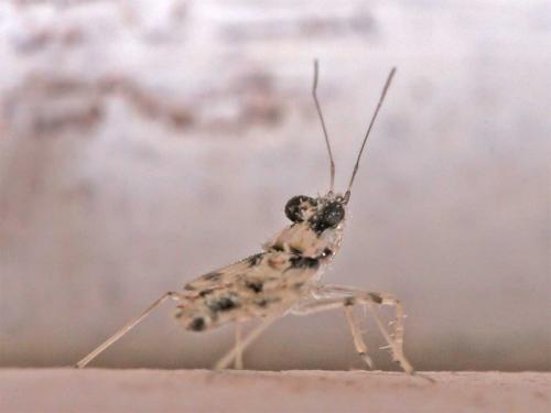 Réf. 6 072 : Leptopus marmoratus