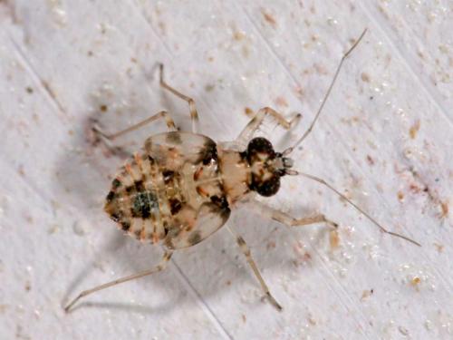 Leptopus marmoratus