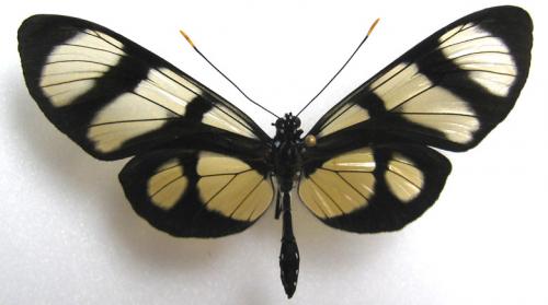 Réf. 6 859 : Methona megisto