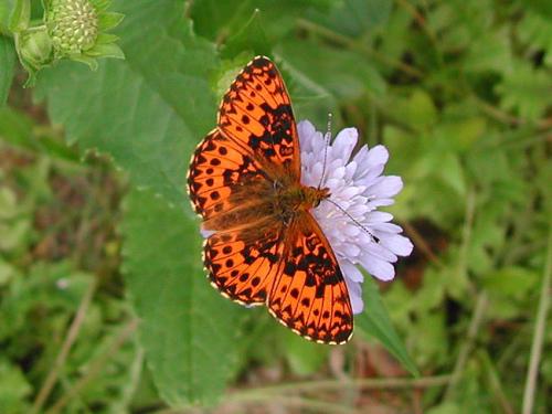 Boloria titania