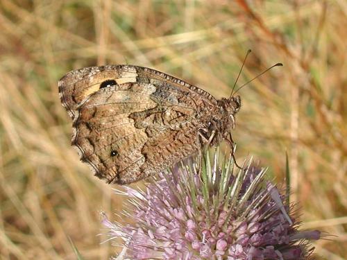 Réf. 6 568 : Hipparchia semele