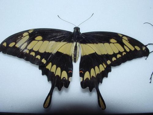 Papilio thoas