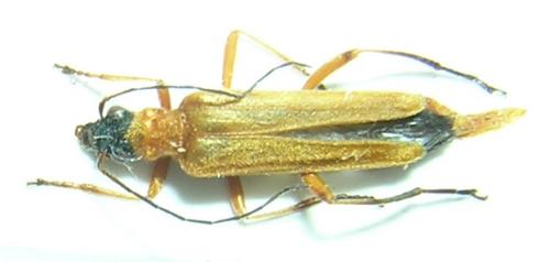 Oedemera podagrariae