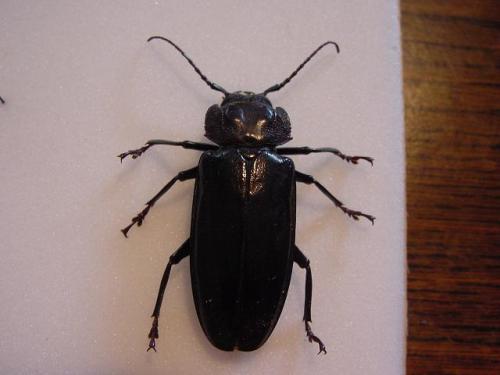 Mallodon spinibarbis