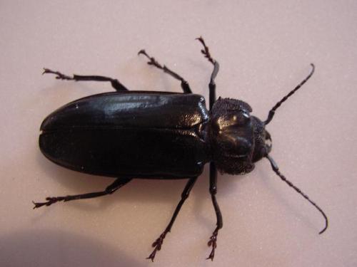 Réf. 6 397 : Mallodon spinibarbis