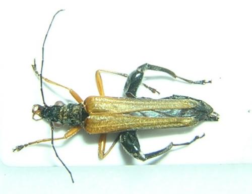 Oedemera podagrariae