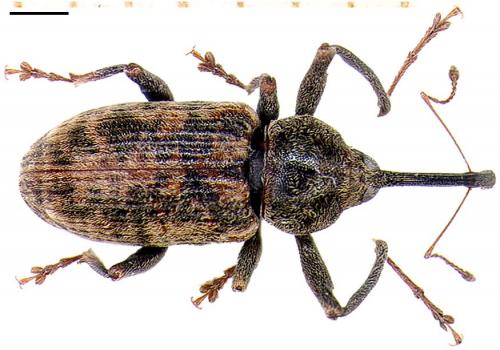 Réf. 6 888 : Dorytomus longimanus