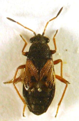 Acompus sp.