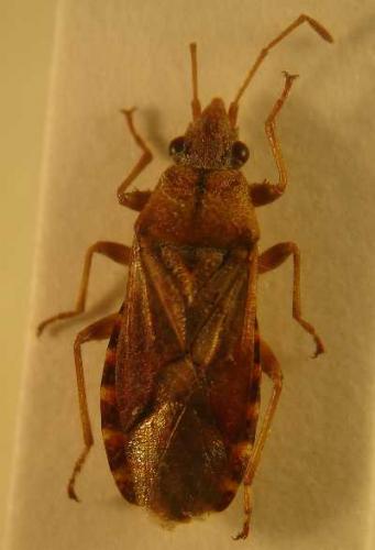 Réf. 6 147 : Orsillus depressus