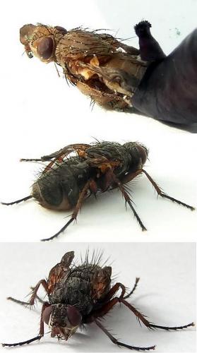 Réf. 6 278 : Macquartia viridana