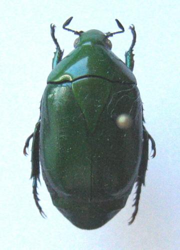Pseudomacraspis affinis