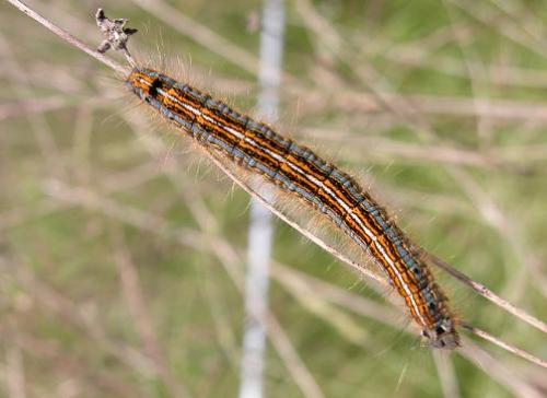 Malacosoma neustria