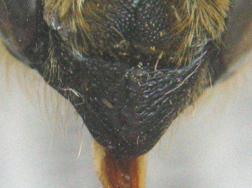 Réf. 6 933 : Megachile willughbiella