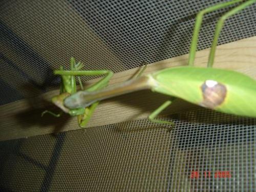 Stagmatoptera flavipennis