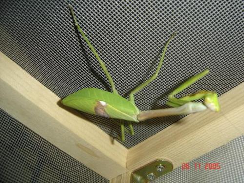 Stagmatoptera flavipennis