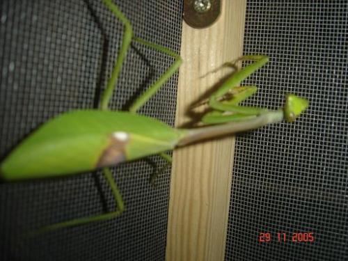 Stagmatoptera flavipennis