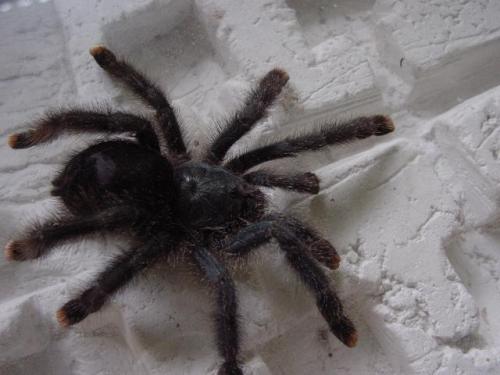 Réf. 6 292 : Avicularia sp.