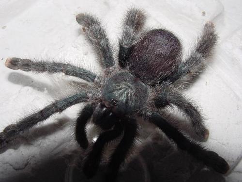 Réf. 6 293 : Avicularia sp.