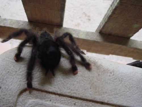 Avicularia sp.