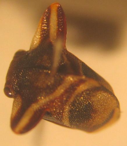 Tropidolomia sp.