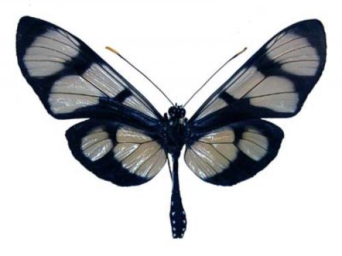Réf. 6 895 : Methona megisto