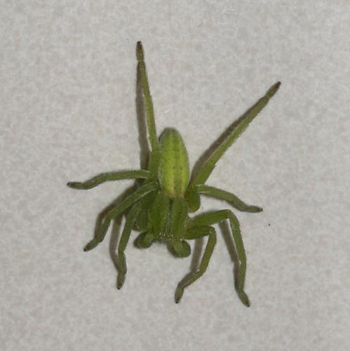 Réf. 6 441 : Micrommata virescens