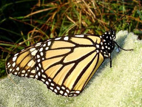 Réf. 6 560 : Danaus plexippus