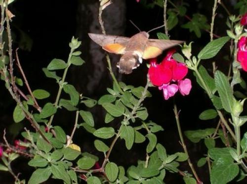 Macroglossum stellatarum