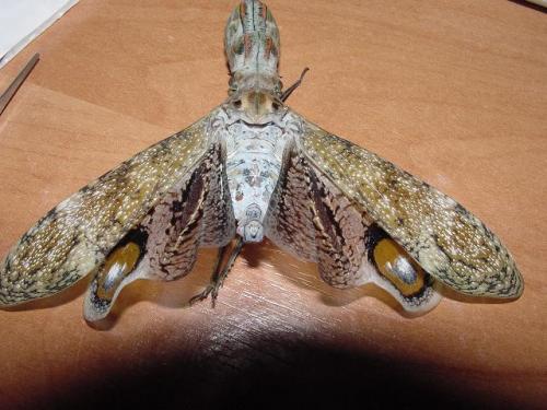 Fulgora laternaria