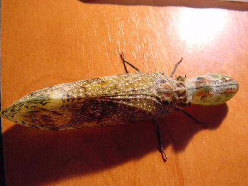 Fulgora laternaria