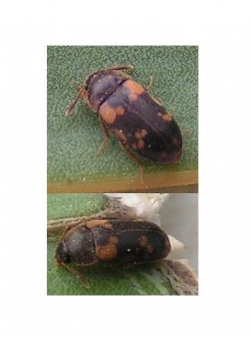 Mycetophagus salicis