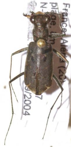 Myriochila melancholica