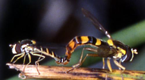 Réf. 6 848 : Sphaerophoria scripta