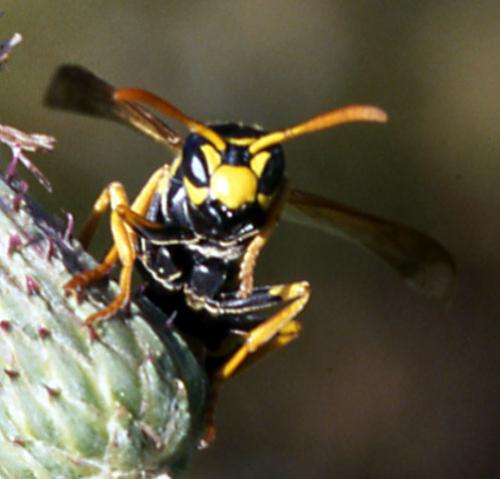 Polistes sp.