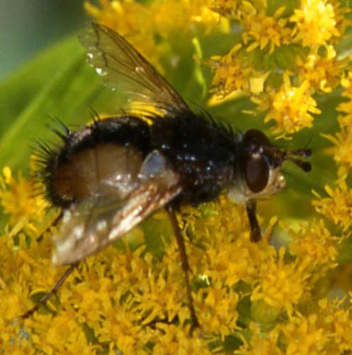 Tachina sp.