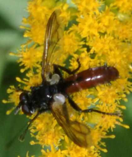 Cylindromyia bicolor