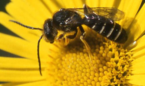 Halictus sp.