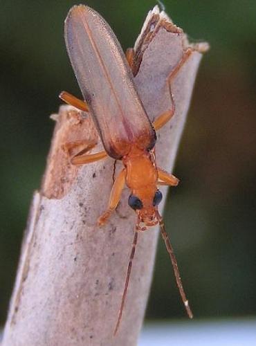 Nacerdes carniolica