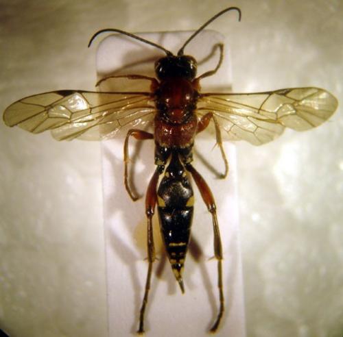Réf. 6 842 : Neotypus melanocephalus