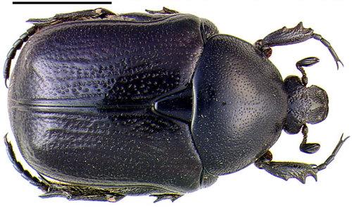 Réf. 6 217 : Netocia sardea