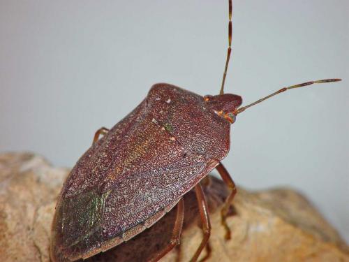 Nezara viridula