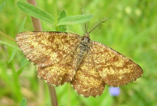 Réf. 6 048 : Ematurga atomaria
