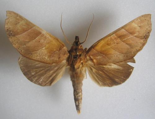 Hapigia annulata