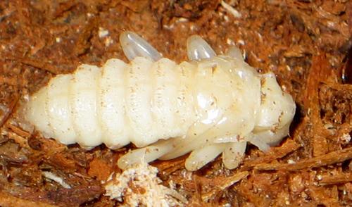 Rhagium inquisitor