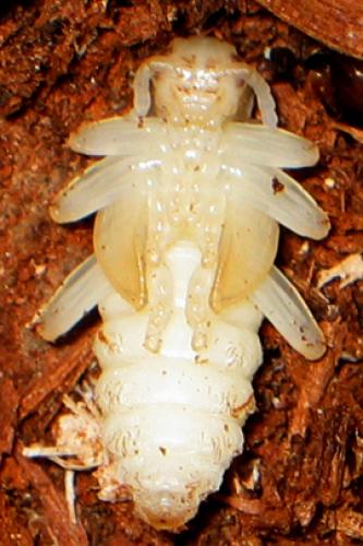 Réf. 6 205 : Rhagium inquisitor