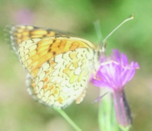 Melitaea phoebe