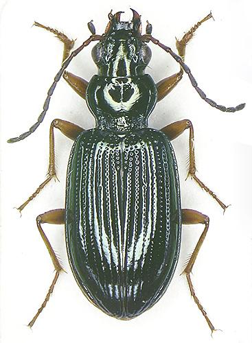 Réf. 6 996 : Bembidion latinum