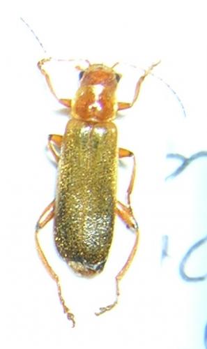 Cantharis cryptica