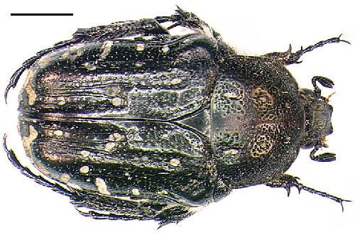 Réf. 6 222 : Oxythyrea funesta