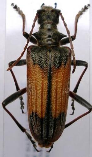Réf. 6 356 : Rhagium bifasciatum